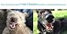 Schnüffelfreunde Zahnpflege Wasserzusatz für Hunde und Katzen | Frischer Atem und gesunde Zähne - Hilft Plaque und Zahnstein vorzubeugen - 500ml (Classic)