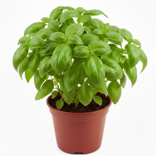 4 Sweet Basil Plants Live Large Leaf Basil Plants Basil Herb Plant Indoors Outdoors