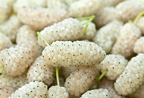 50 White Mulberry Tree Seeds, Sweet Edible Fruit Berry To Grow Pot Gifts #TOP4