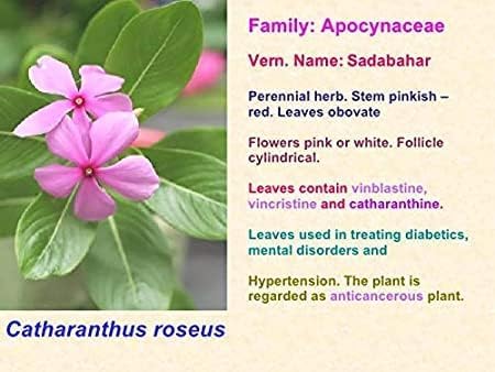 Miniatura 2 de Nithyakalyani Powder 3.53 oz Polvo de Sadabahar Catharanthus Roseus Madagascar Bígaro en polvo