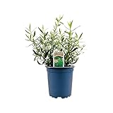 PlantaPro