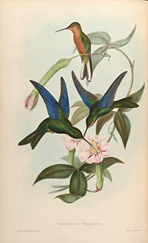 Impression d'affiches Pterophanes Cyanopterus de John Gould pour Salon Élégant 60x90