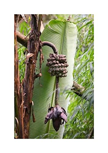Pcs - 10x Musa (Bananier) Puspanjaliae Melon-Banane Jardin Plantes - Graines ID513 - Seeds & Plants Shop by Ipsa