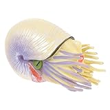 DOITOOL Modelo Nautilus para Escritorio Decoración Forma De Nautilus Juguete para Mediano Material