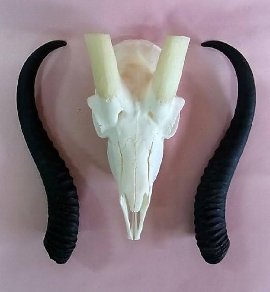 Amazon.co.jp: 35,200円 アフリカ便！スプリングボック スカル