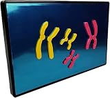 HUIBBGO Chromosomenveränderungen in der Meiose – Modellkomponente, Anatomisches Modell des menschlichen Chromosoms, Abnehmbares Lehrmittel für Biologie, für medizinisches Lernen, Lehre und
