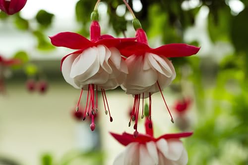 Image of BlimBurn 100+ SEEDS- Fuchsia Lantern Mix Flower Seeds Pack - All Year Growing, Easy Care, Grow in Any Climate