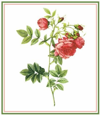 Orenco Originals Anjou Rose Flower by Redoute Counted Cross Stitch Pattern