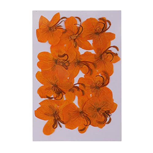 12 flores secas prensadas Cassiae para decoración