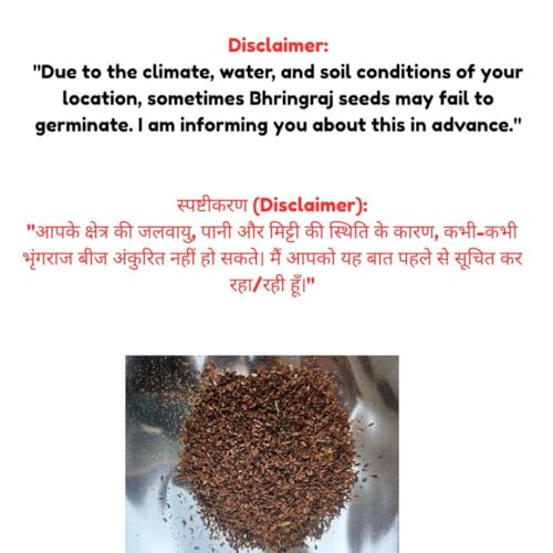 Image of (190 Count) Bhringraj Plant Seeds - Known for Hair Strength and Health Benefits