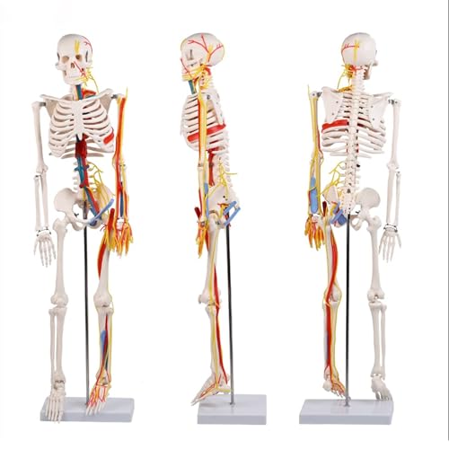 85cm Human Skeleton Model with Nerves Blood Vessels Heart and Brain, Flexible Arms and Legs for Science Lab Classroom