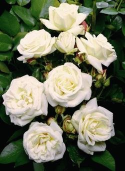 'La Paloma 85' -R-, Beetrose im 4 L Container Cover