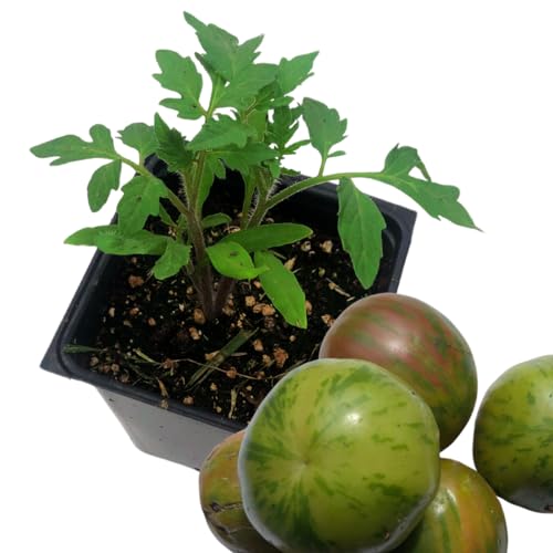 Tomato 'Green Zebra' (Solanum lycopersicum) in 2.5 inch Pot - Live Starter Plant - Certified Organic - Heirloom Tomato