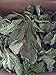1 oz (30 grams) Organic Ficus carica leaves, Dried smashed Fig Leaves for Tea or infusion Package by Tang Store