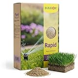 🍀 Semina: primavera o autunno - Tempo di germinazione: 10,15 giorni - Frequenza di taglio: 7 giorni - Altezza di taglio: 3-5 cm