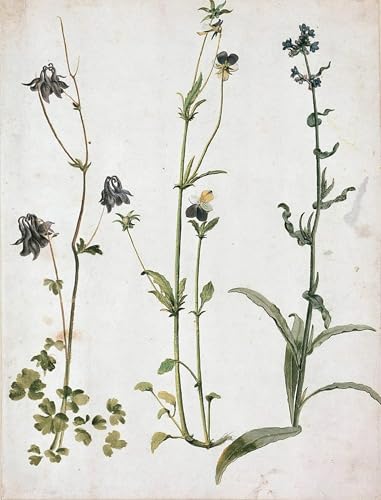 Affiche Artistique Albrecht Dürer Columbine Pansies Décoration Murale 60x90cm
