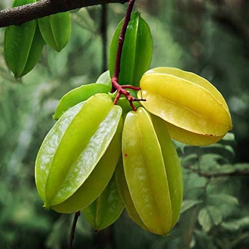 Image of Live Kamrak /Starfruit (Carambola) Fruit Plant with Pot ? Outdoor Use ? Healthy Live Plant ? Easy to Grow ? Edible Fruit ? Pack of 1