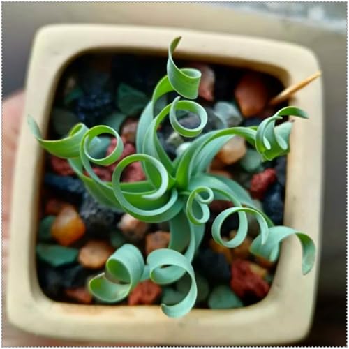 Bulbos De albuca espiralis,Bulbos de albuca spiralis,Albuca spiralis Plant,albuca Espiralis planta,Elegante,Planta De interior suculenta,Plantas de interior,Perenne.-2bulbos-greenE