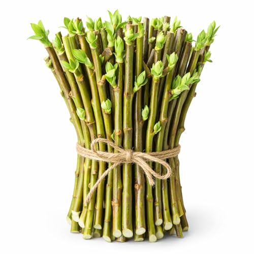 Hybrid Willow Tree Cuttings – Fast Growing Privacy & Shade Trees – Easy to Root Live Cuttings – Cold Hardy, High Yield Trees for Screens & Windbreak (10 Cuttings)