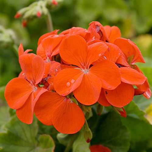 Geraniums Seeds Heat Tolerant Easy to Grow Annual Fragrant Edible Low Maintenance Bed Border Container Indoor Outdoor 200Pcs Mixed Colors Flower Seeds by YEGAOL Garden