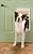 PetSafe Pet Door, Large