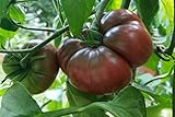 El tomate negro de Santiago es una variedad para cultivos de verano, son de tamaño medio y color entre rojo oscuro y verdoso, de sabor muy dulce.