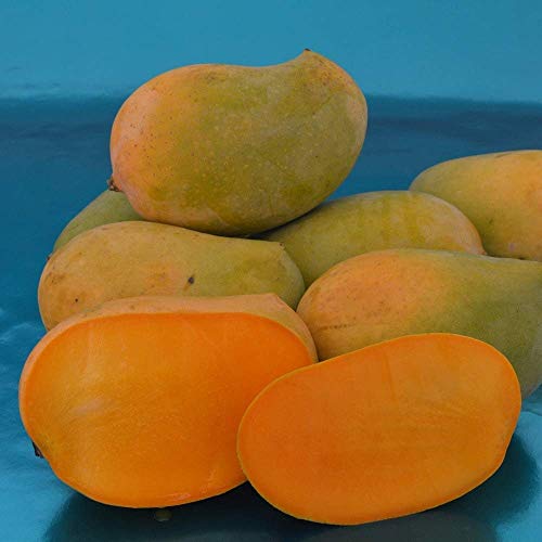 Image of Combo 2 Thai Long Variety Dwarf Chiku Plant Hybrid All Seasons + Kesar Mango Plant Grafted (Height-2-3 Feet) Dwarf Grafted Live Sapota Fruit Plant for Home Garden