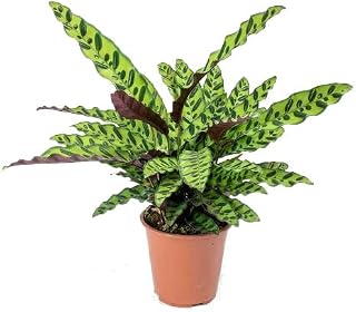 Calathea Lancifolia Planta Natural Perfecta para Decorar Interiores