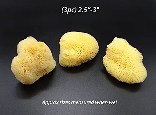 Natural Sea Silk Sponges 12Pk: Size 1.5"-3" Like Cotton Balls, For Cosmetic Use, Makeup Application & Removal, Face & Eye Cleaning, With Luxury Gift Bag By Constantia Beauty® #TOP6