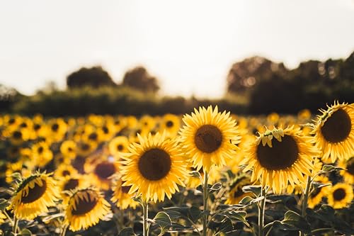 Image of Sunflower Seeds for Planting | Rare, Exotic Garden Seeds | Huge 15-20 feet Tall with Giant Sunflowers,(Pack Of 40 Pcs)
