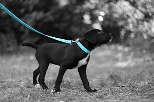L'Atelier du Fourmilier Dog Collar and Leash in BioThane material, Medium Width (40-45 cm, Light Blue), 40-45cm - Image 2