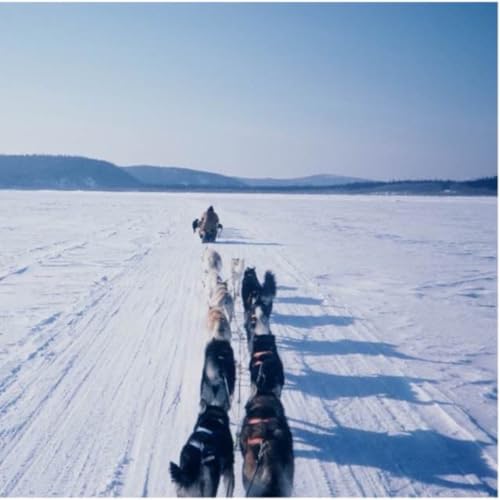 Iditarod Lessons: John Wood on Dogs, Distance, and Discipline