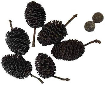 Amazon ヤシャブシの実 ６個入 ｂｆ Ball ２個入 エボリューション 水質テスト 管理用品 通販