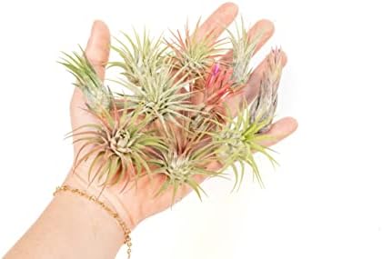 Air Plant Shop 12 Pack Assorted Ionantha Air Plants - Wholesale and Bulk - Succulents - Live Tillandsia - Easy Care Indoor and Outdoor House Plants — view 3