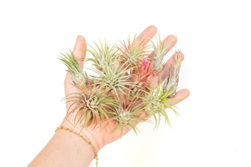 Air Plant Shop 12 Pack Assorted Ionantha Air Plants - Wholesale and Bulk - Succulents - Live Tillandsia - Easy Care Indoor and Outdoor House Plants