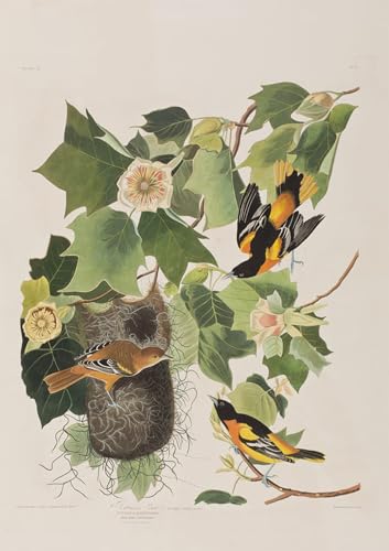 Affiche Oiseaux d'Amérique Audubon pour Grand Mur Vide 60x90cm