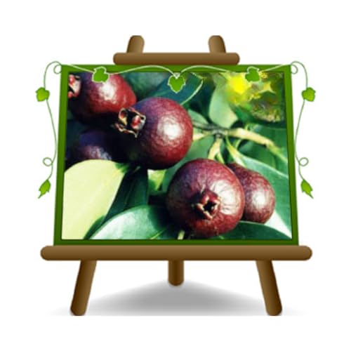 Guayaba roja Psidium Catleyanum Planta Frutal vieja en una maceta de 26 - max 200 cm - 4 años