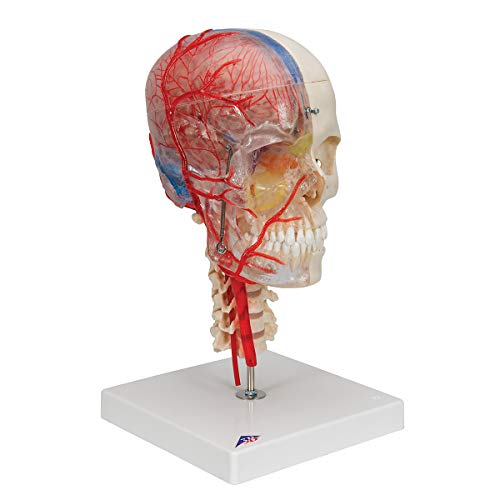 Image of 3B Scientific A283 Bonelike Human Skull Model, Half Transparent and Half Bony Complete with Brain and Vertebrae, 7.1 inch x 7.1 inch x 13.4 inch