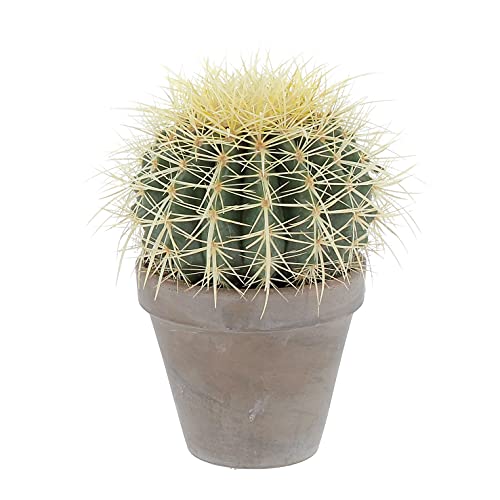 🌵 CUSCINO DELLA SUOCERA - Se pensate ad un Cactus molto probabilmente starete pensando a questo essendo tra i più iconici. Gli esemplari più grandi nel periodo primaverile/estivo producono diversi fiori gialli creando un’appariscente corona sulle loro cime.