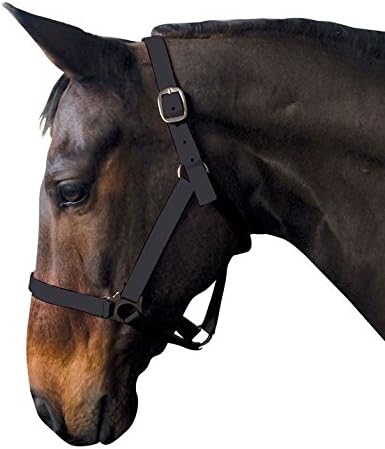 Requisite Econ Head Collar Horse Riding Accessories Headcollar