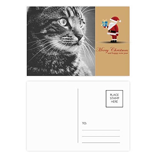 Cartes postales chat noir et blanc lot de 20 illustrations de félins pour correspondance