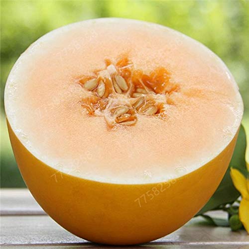 20pcs Super Big Sweet Honey-dew Melon plants Hami Melon Fruit plants Heirloom Succulent Plants Cantaloupe Sementes For Garden