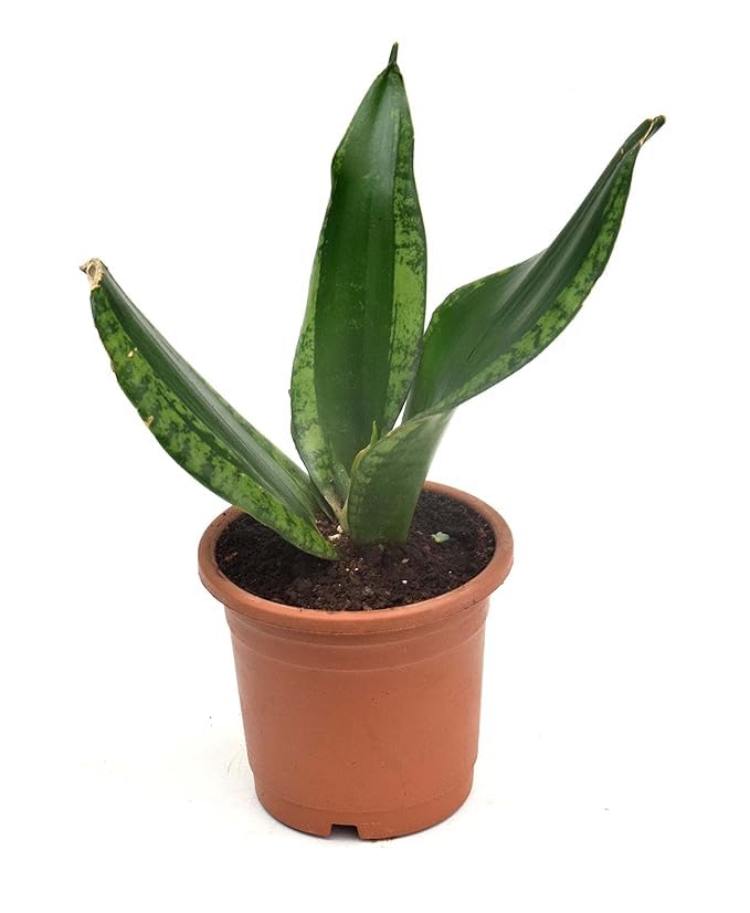 Sansevieria Whitney - Snake Succulent Live Plant with Pot-image-5