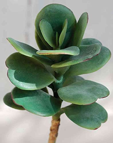 artplants.de Echeveria elegans synthétique EDNA, Piquet, Vert, 20cm, Ø8cm - Echeveria Artificiel Cover