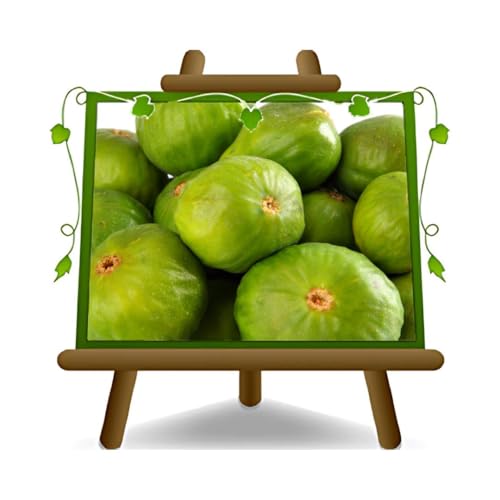 EURO PLANTS VIVAI Fico Panino pianta da frutto antico su vaso da 20 cm. *Altezza: 150~170 cm. età 2 anni