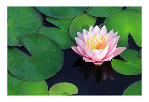 Dwarf Bareroot water lily - Live Water Plant Aquatic Pond Lake Marginal - Patio Pond (Doll House)
