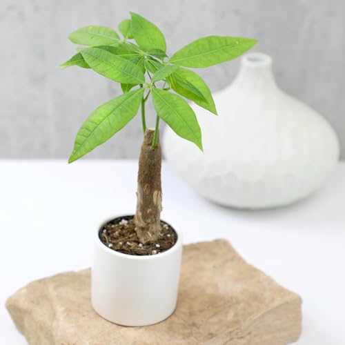 Image of Altman Plants, Live Money Tree Plant, Pachira Aquatica Money Tree, Feng Shui Money Tree Pachira Aquatica Plant, Pachira Plant Bonsai Tree in Planter Pot with Soil, Money Tree Plant Indoor Plants
