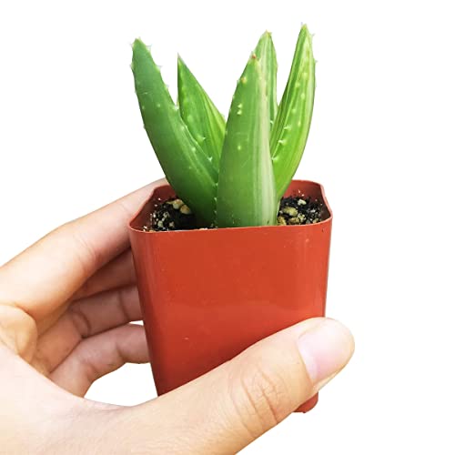 Dh7 Enterprise Variegated Aloe Plants Rare Succulent (4 Inch) #TOP5