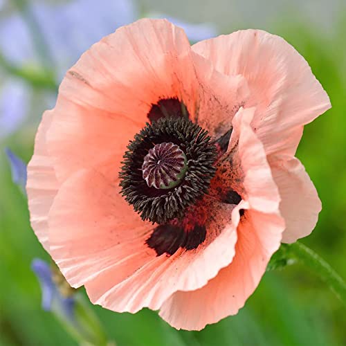 100 Princess Victoria Louise Oriental Poppy Papaver Orientale Striking Flower Seed Perennial Striking Flower Low-Maintenance- QAUZUY GARDEN - Thumbnail 4