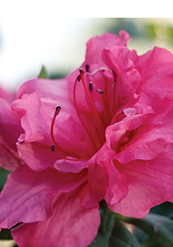 Encore Azalea Autumn Rouge (1 Gallon) Pink Flowering Shrub, Evergreen Foliage - Full Sun Live Outdoor Plant